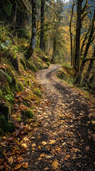 Exploring the Breathtaking Beauty and Calmness of Fall Hiking Trail in The NW Wild Nature