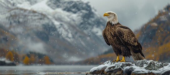 A magnificent Bird of prey, the bald eagle with its sharp beak and powerful wings, is perched on a rock by a lake, with majestic mountains in the background