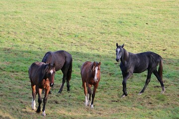 group of different horses are standing on the paddock in the shadow