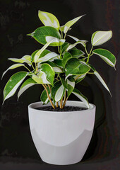 House Indoor Plant in a white Pot Digital Art Wallpaper Background Backdrop Brainstorming Cover Card