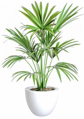 House Indoor Plant in a white Pot Digital Art Wallpaper Background Backdrop Brainstorming Cover Card