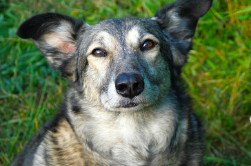 A dog with saA dog with sad eyes. 
It is clear that she enjoys communicating with the person (the...
