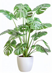 House Indoor Plant in a white Pot Digital Art Wallpaper Background Backdrop Brainstorming Cover Card