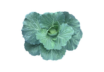 Isolated organic green cabbage head with clipping path.