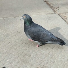 pigeon in the city