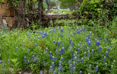 A field of Texas Bluebonnets on a windy day