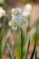 White Daffodil in the garden in spring time.