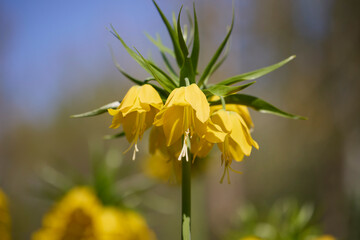 Fritillaria imperialis (crown imperial, imperial fritillary or Kaiser's crown) is a species of flowering plant in the lily family.