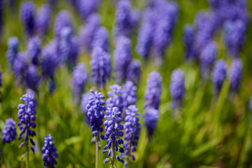 Muscari armeniacum grows and blooms in the garden in spring - obrazy, fototapety, plakaty