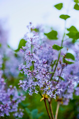 close up with branch of (Syringa vulgaris) blooming in spring with blurred background.