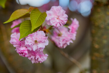 Branch of Prunus Kanzan cherry. Pink double flowers and green leaves in the blue sky background, close up.