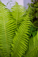 fern leaf close up with blurred background.