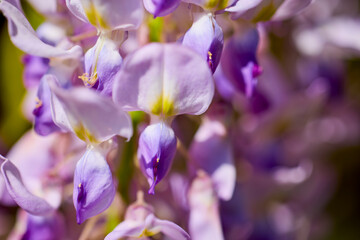 closeup on blossoming white and violet wisteria flowers in springtime