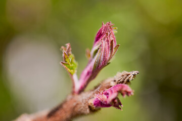 bud of (Rhus typhina) with blurred background, spring day.
