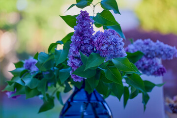 close up with branch of (Syringa vulgaris) blooming in spring with blurred background.