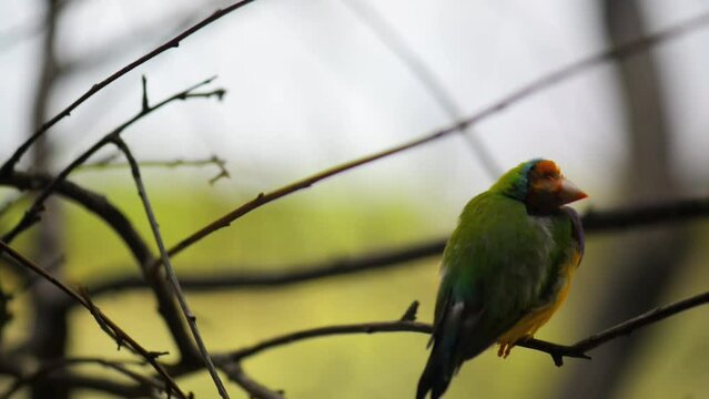 Gouldian finch (Erythrura gouldiae)