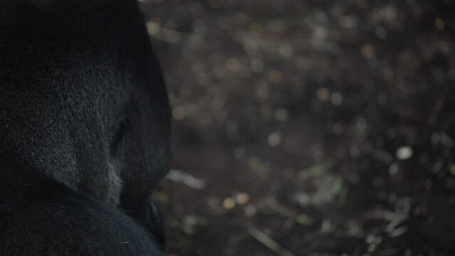 Gorillas are ground-dwelling, herbivorous apes