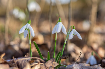 Galanthus nivalis flowering plants, bright white common snowdrop in bloom in sunlight daylight