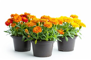 Pots of Mix Marigold Flowers for Sale at Market on White Background. Selective focus. . photo on...
