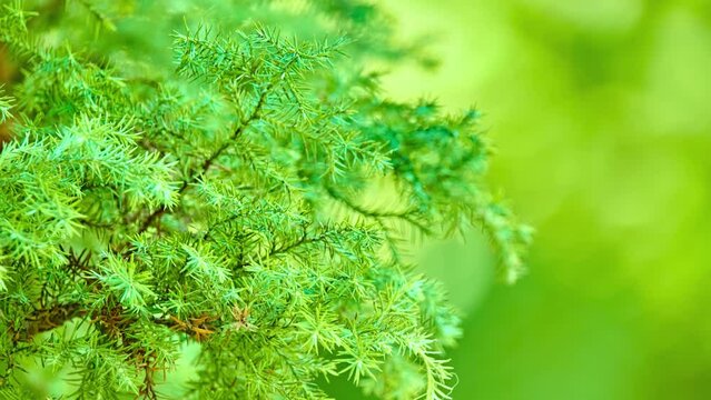 Cedrus deodara, deodar cedar, Himalayan cedar, or deodar, devdar, devadar, devadaru. It has a conic crown with level branches and drooping branchlets.