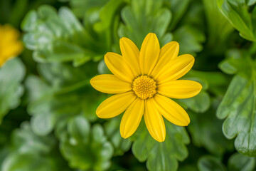 Obraz premium A yellow flower is in the foreground of a green background