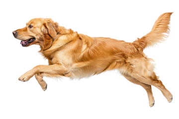 Golden Retriever dog running
.isolated on white background