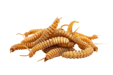 group of worms
.isolated on white background