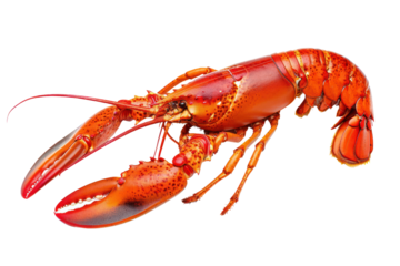 Big shrimp, close-up photo
.isolated on white background