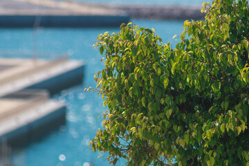 The crown of a green young deciduous tree against the background of a blurred pier with sea water...