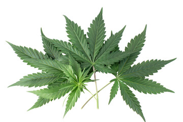 Marijuana leaves
.isolated on white background