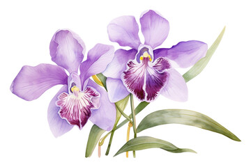 Naklejka na ściany i meble PNG Flower orchid blossom violet