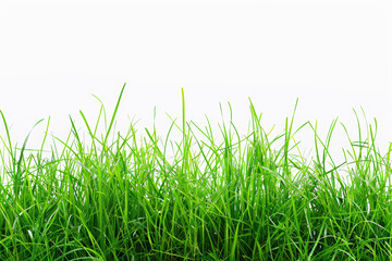 Fototapeta premium Realistic image of green grass. A realistic depiction of a white background as a background material.