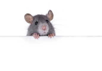 Adorable rat holding up copy space banner with paws. Looking towards camera. Isolated on a white background.