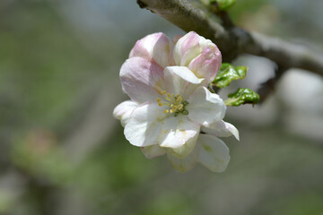 リンゴの花