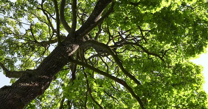 deciduous trees in a mixed forest in the spring season, beautiful young green foliage in the park