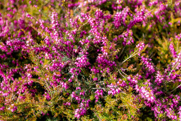 Selective focus of purple pink flowers Erica cinerea, Ornamental plant in garden with sunlight, The...