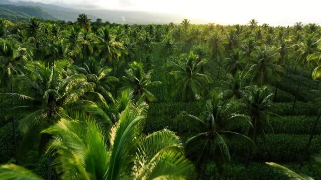 Cinematic aerial view of beautiful coconut palm plantation with corn intercropping. Flying close over backlit treetops into sunset.