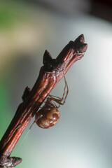 Triangulate cobweb spider Steatoda triangulosa, Sardinia, Italy.