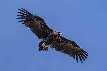 Buitres en la Sierra de Guadarrama
