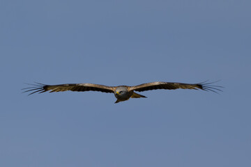 Milano Real en vuelo en la Najarra en Madrid