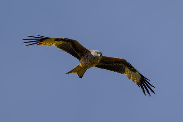 Milano Real en vuelo en la Najarra en Madrid