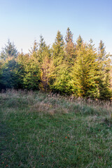 Fototapeta na wymiar Small meadow with trees around and clear sky above dring autumn