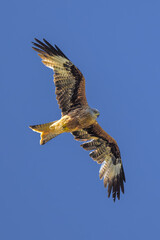 Milano Real en vuelo en la Najarra en Madrid