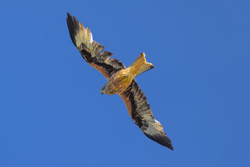 Milano Real en vuelo en la Najarra en Madrid