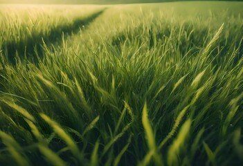 Obraz premium green wheat field