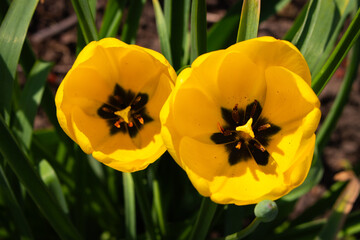 Yellow tulips in the garden. Two yellow flowers closeup. Springtime nature. Nature in details. Spring flowers in the meadow in sunlight. Beauty in the naure. Nature in bloom.  - 787113247