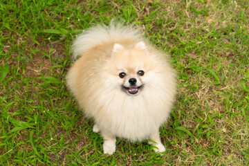 Cute Pomeranian Spitz on Green Grass Background - 787113288