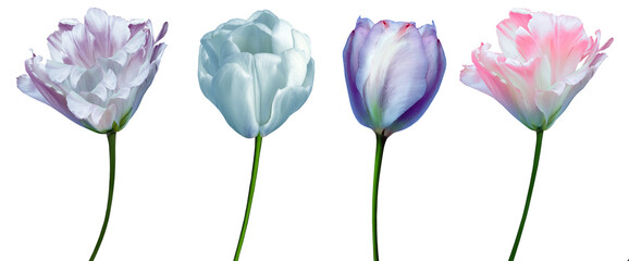 Set tulips  flowers   on    isolated background with clipping path. Closeup.. Transparent background.  Nature.