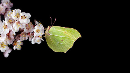 bright yellow butterfly on a branch of a blooming apricot isolated on black. butterfly on apricot flowers. brimstones butterfly. - 787115027