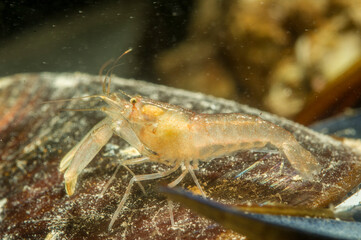 Hooded shrimp (Athanas nitescens)  Mediterranean sea, Alghero, Sardinia, Italy